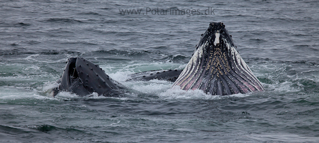 Humpback whales feeding, North Wilhelmina Bay_MG_1747
