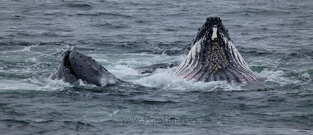 Humpback whales feeding, North Wilhelmina Bay_MG_1748
