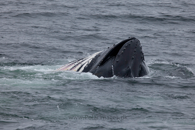 Humpback whales feeding, North Wilhelmina Bay_MG_1757