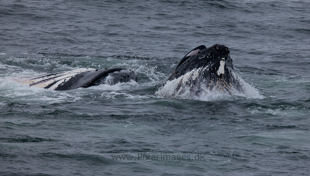 Humpback whales feeding, North Wilhelmina Bay_MG_1760