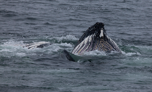 Humpback whales feeding, North Wilhelmina Bay_MG_1762