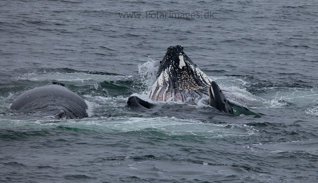 Humpback whales feeding, North Wilhelmina Bay_MG_1774