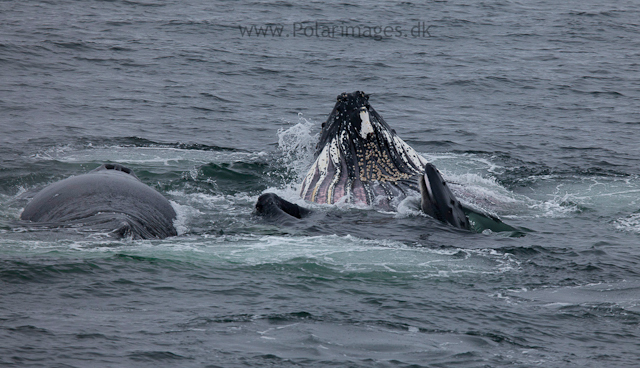 Humpback whales feeding, North Wilhelmina Bay_MG_1774