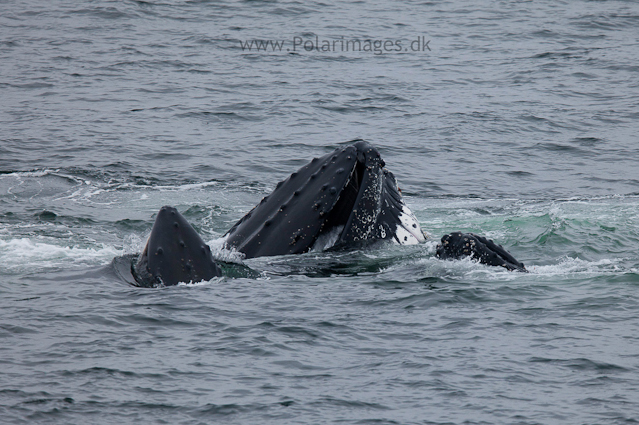 Humpback whales feeding, North Wilhelmina Bay_MG_1789