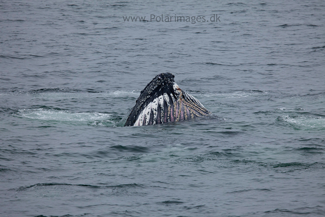 Humpback whales feeding, North Wilhelmina Bay_MG_1798