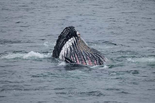Humpback whales feeding, North Wilhelmina Bay_MG_1800