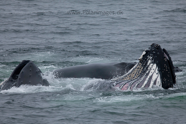 Humpback whales feeding, North Wilhelmina Bay_MG_1817
