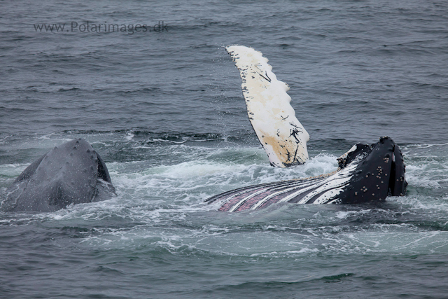 Humpback whales feeding, North Wilhelmina Bay_MG_1824