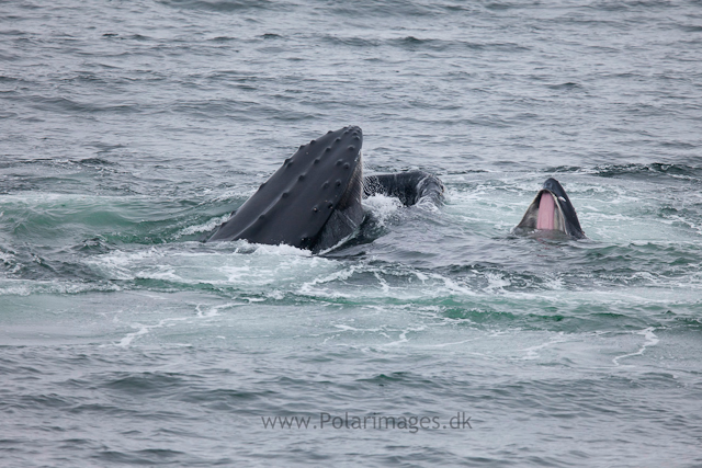 Humpback whales feeding, North Wilhelmina Bay_MG_1870