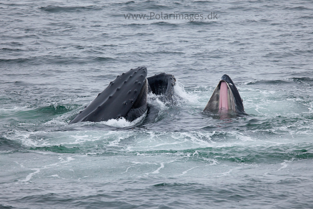 Humpback whales feeding, North Wilhelmina Bay_MG_1871