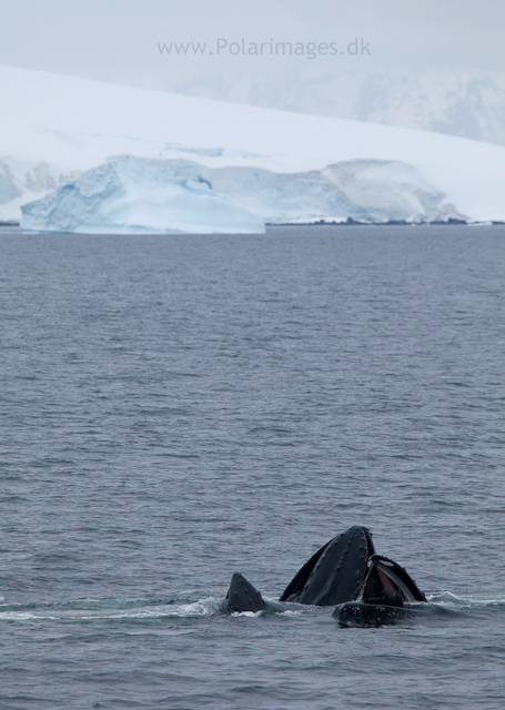 Humpback whales feeding, North Wilhelmina Bay_MG_1896