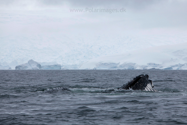 Humpback whales feeding, North Wilhelmina Bay_MG_1908