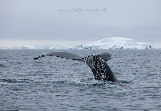 Humpback whales feeding, North Wilhelmina Bay_MG_1911