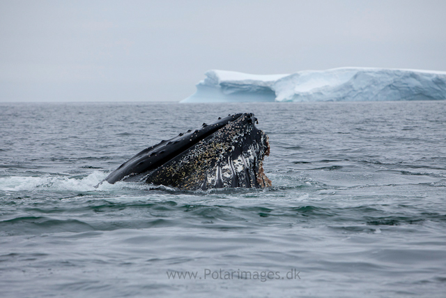 Humpback whales feeding, North Wilhelmina Bay_MG_1918