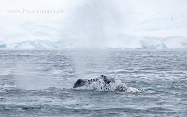 Humpback whales feeding, North Wilhelmina Bay_MG_1939