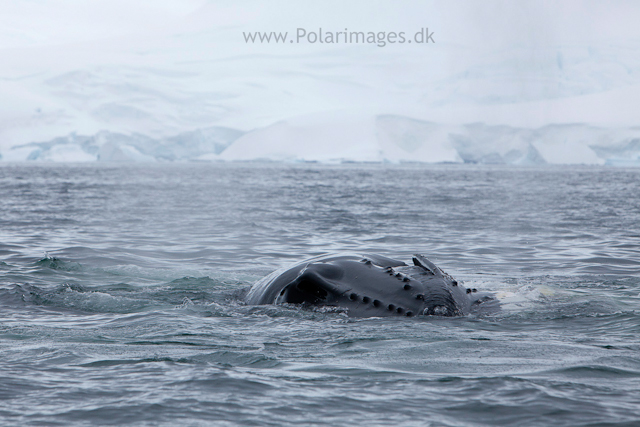 Humpback whales feeding, North Wilhelmina Bay_MG_1940