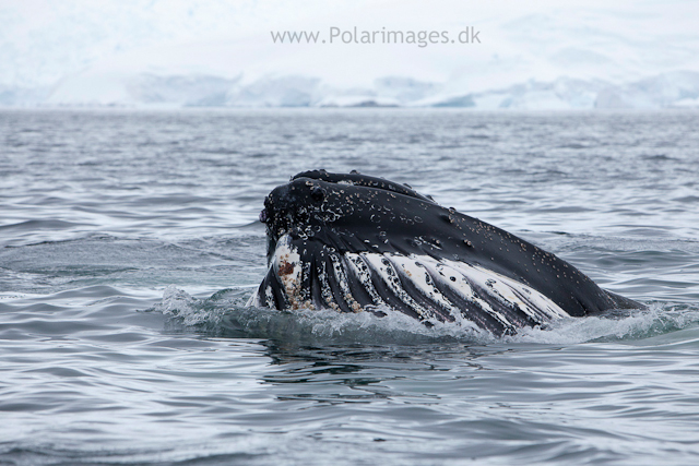 Humpback whales feeding, North Wilhelmina Bay_MG_1952