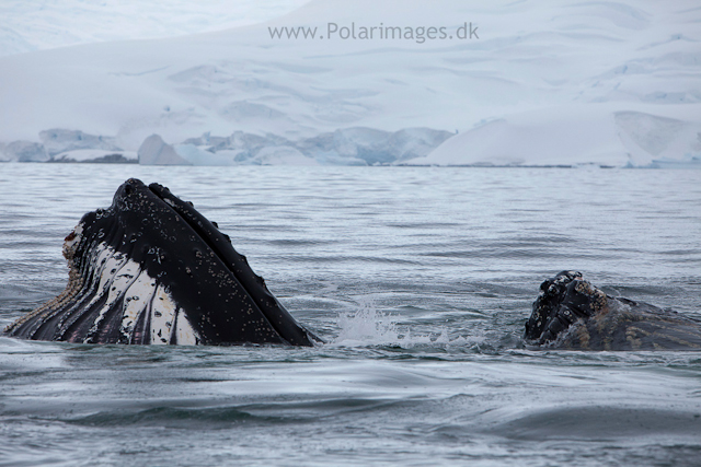 Humpback whales feeding, North Wilhelmina Bay_MG_1983