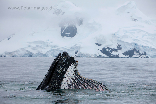 Humpback whales feeding, North Wilhelmina Bay_MG_1988