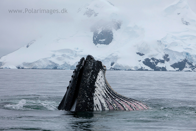 Humpback whales feeding, North Wilhelmina Bay_MG_1989