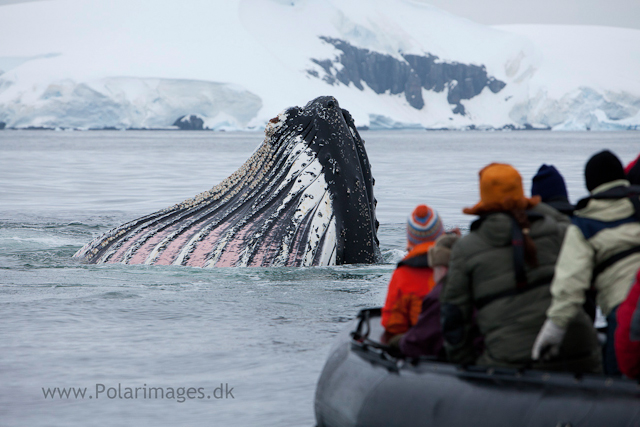 Humpback whales feeding, North Wilhelmina Bay_MG_2002