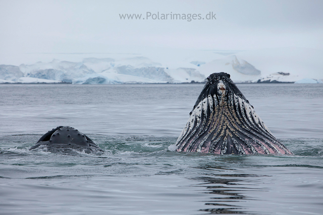 Humpback whales feeding, North Wilhelmina Bay_MG_2014