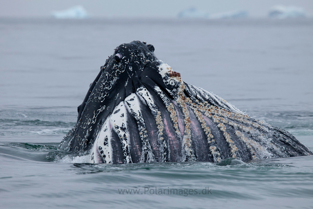 Humpback whales feeding, North Wilhelmina Bay_MG_2017