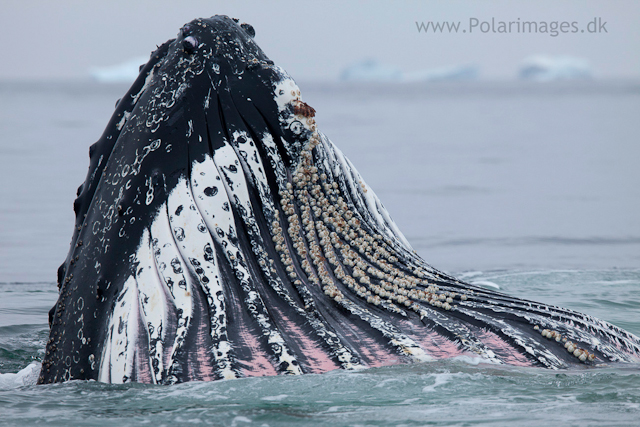 Humpback whales feeding, North Wilhelmina Bay_MG_2020