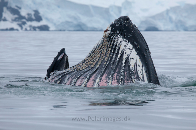 Humpback whales feeding, North Wilhelmina Bay_MG_2026