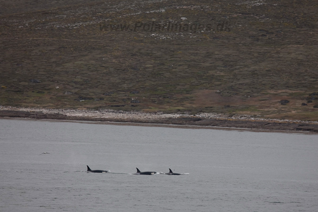 Killer Whales, West Point Island, Falklands_MG_7521