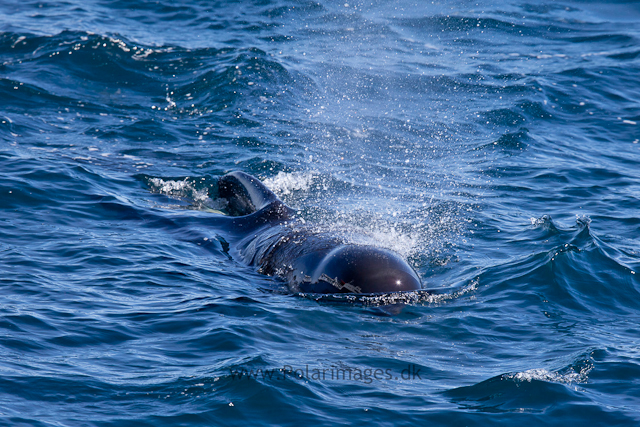 Long-finned pilot whale, Southern Ocean_MG_2387