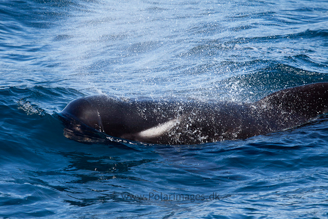 Long-finned pilot whale, Southern Ocean_MG_2401