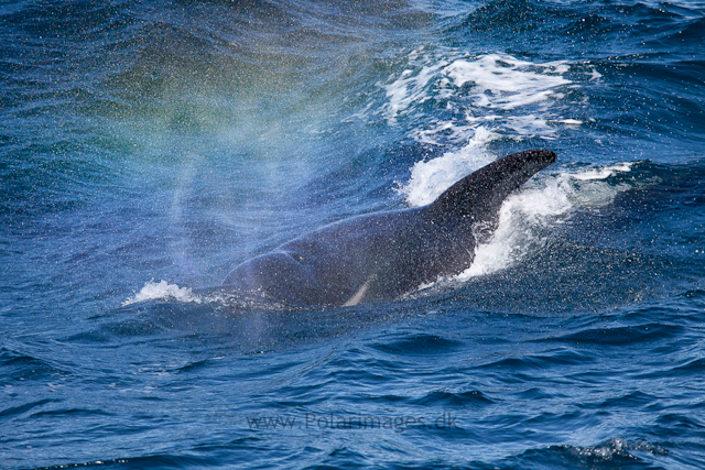 Long-finned pilot whale, Southern Ocean_MG_2407