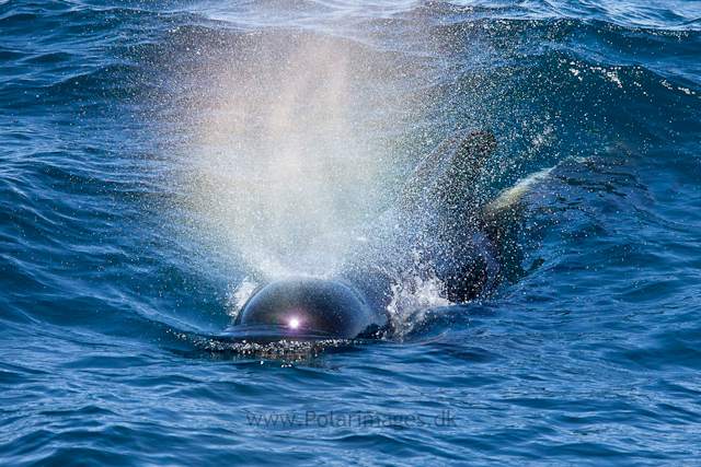 Long-finned pilot whale, Southern Ocean_MG_2418