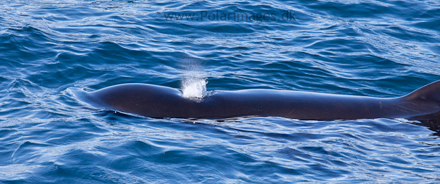 Long-finned pilot whale, Southern Ocean_MG_2425