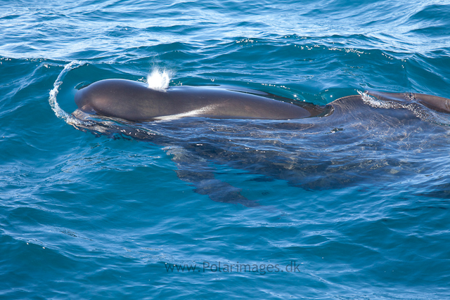 Long-finned pilot whale, Southern Ocean_MG_2430