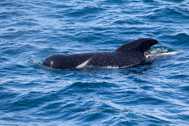 Long-finned pilot whale, Southern Ocean_MG_2432