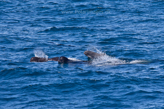 Long-finned pilot whale, Southern Ocean_MG_2440