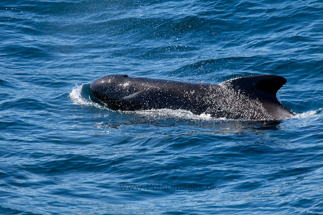 Long-finned pilot whale, Southern Ocean_MG_2455