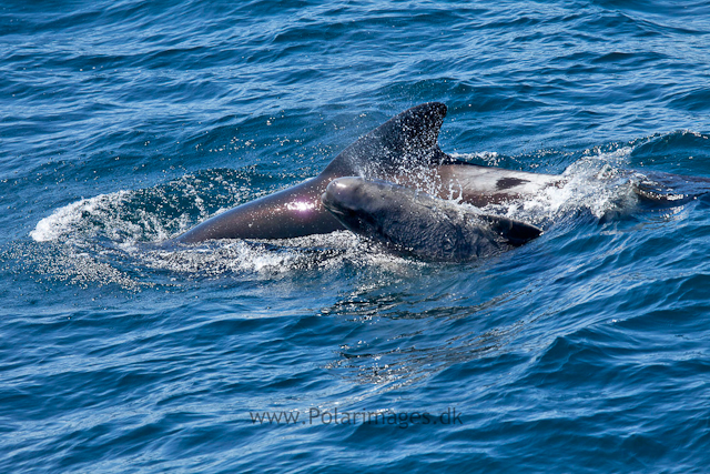 Long-finned pilot whale, Southern Ocean_MG_2456