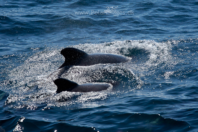 Long-finned pilot whale, Southern Ocean_MG_2464