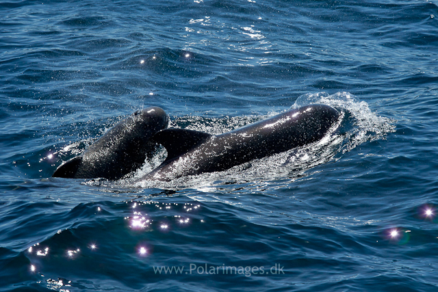 Long-finned pilot whale, Southern Ocean_MG_2465
