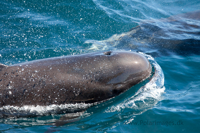 Long-finned pilot whale, Southern Ocean_MG_2471