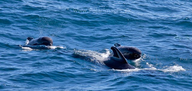 Long-finned pilot whale, Southern Ocean_MG_2474