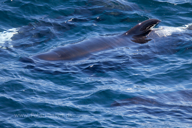 Long-finned pilot whale, Southern Ocean_MG_2477