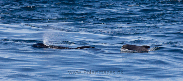 Long-finned pilot whale, Southern Ocean_MG_2493