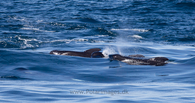 Long-finned pilot whale, Southern Ocean_MG_2494