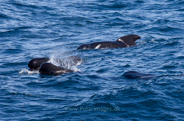 Long-finned pilot whale, Southern Ocean_MG_2499