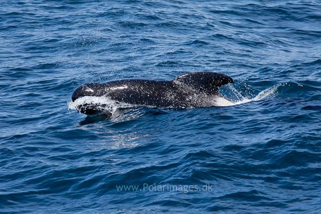 Long-finned pilot whale, Southern Ocean_MG_2513