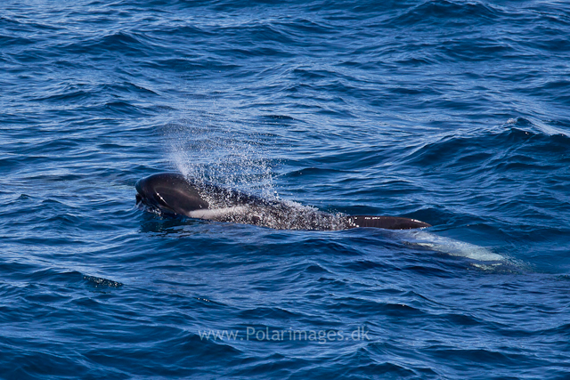 Long-finned pilot whale, Southern Ocean_MG_2525